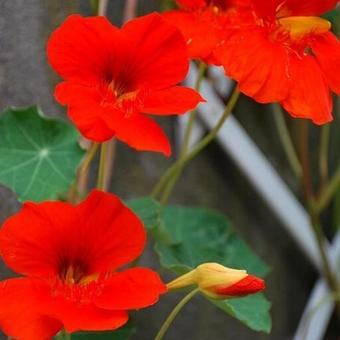 Tropaeolum majus