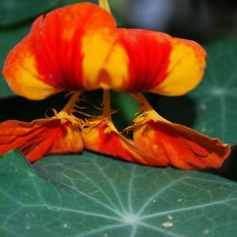 Tropaeolum majus