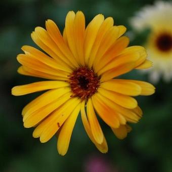 Calendula officinalis