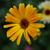 Calendula officinalis