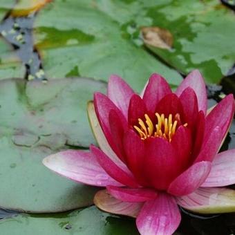 Nymphaea