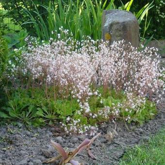 Saxifraga x urbium