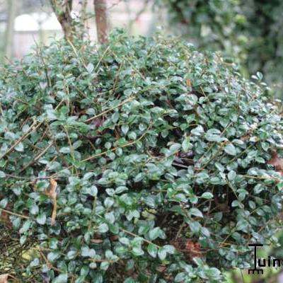 Ilex crenata 'Convexa' - Ilex crenata 'Convexa'