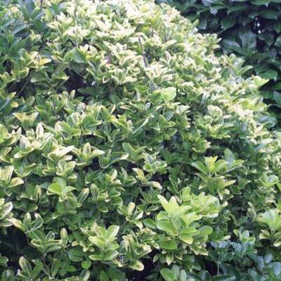 Euonymus japonicus - Japanischer Spindelstrauch - Euonymus japonicus