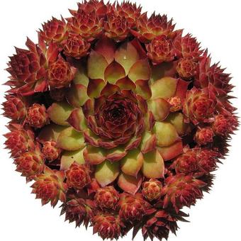 Sempervivum