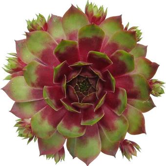 Sempervivum