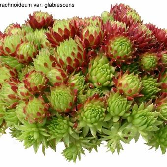 Sempervivum