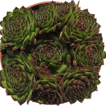 Sempervivum