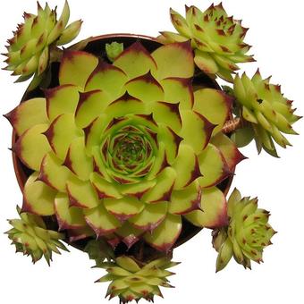 Sempervivum