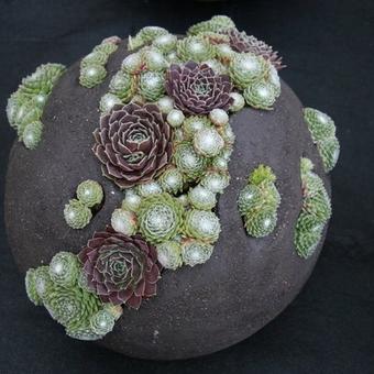 Sempervivum