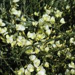 Cytisus x praecox - Elfenbein-Ginster