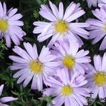 Aster dumosus - 