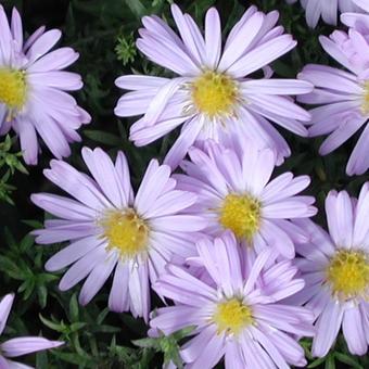 Aster dumosus