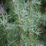 Juniperus communis - 