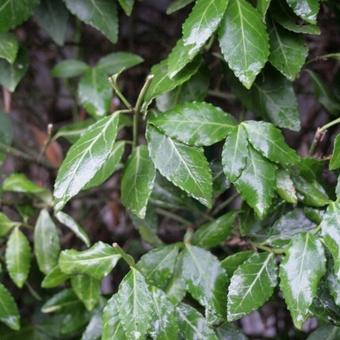 Euonymus fortunei