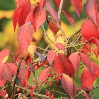 Euonymus alatus    - FUSAIN AILÉ, BONNET D'ÉVÊQUE