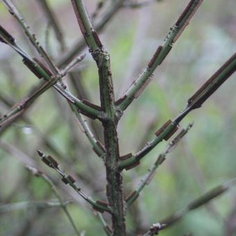 Euonymus alatus