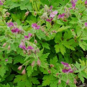 Geranium phaeum 'Rose Madder'