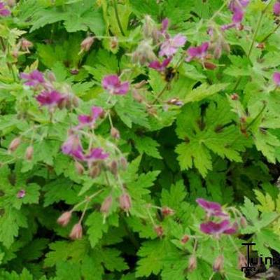 Geranium phaeum 'Rose Madder' - 