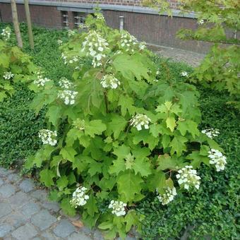 Hydrangea quercifolia 'Sikes Dwarf'