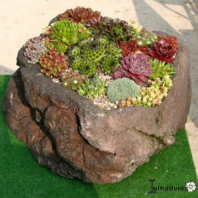 Sempervivum - Joubarbe