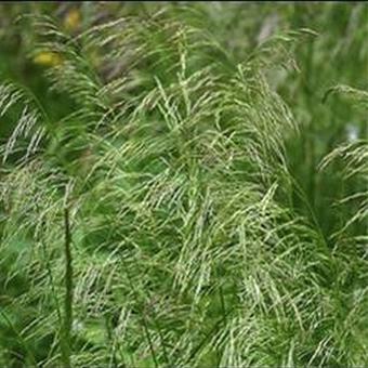 Deschampsia flexuosa