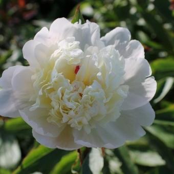 Paeonia lactiflora