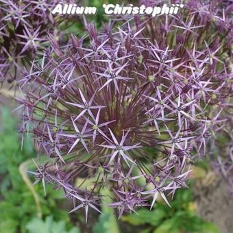 Allium