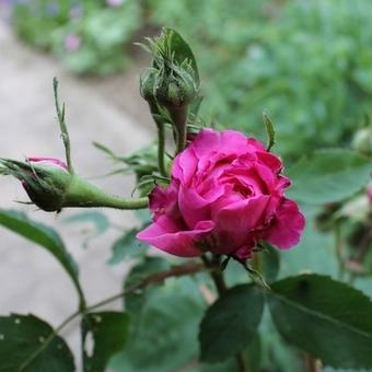 Rosa 'Reine des Violettes'