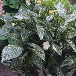 Aucuba japonica 'Variegata'   - 