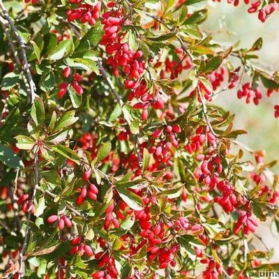 Berberis vulgaris - 