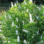 Clethra alnifolia - Erlenblättrige Zimterle - Clethra alnifolia