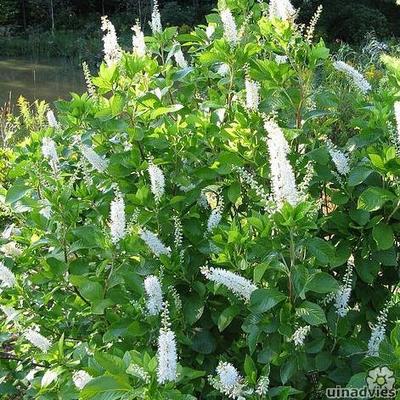 CLÈTHRE À FEUILLES D'AULNES - Clethra alnifolia