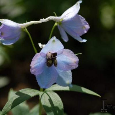 Delphinium 'Morgentau' - 