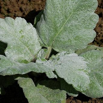 Salvia argentea