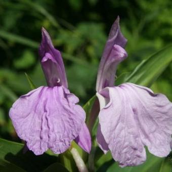 Roscoea purpurea