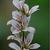 Francoa sonchifolia