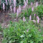 Francoa sonchifolia - 