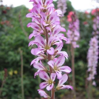 Francoa sonchifolia