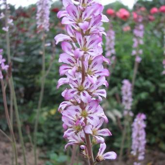 Francoa sonchifolia