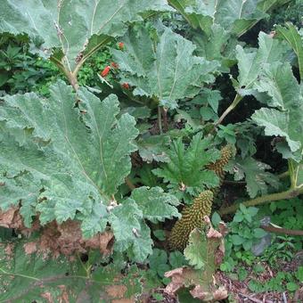 Gunnera tinctoria