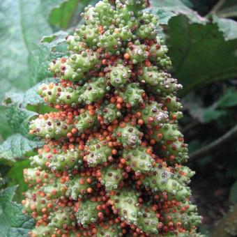 Gunnera tinctoria