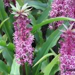 Eucomis humilis 'Twinkle Stars'  - 