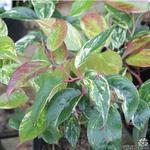 Leucothoe fontanesiana 'Rainbow' - 