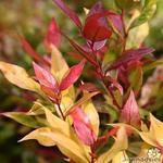 Leucothoe axillaris ‘Scarletta’ - 