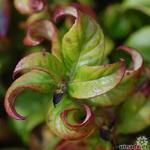 Leucothoe axillaris 'Curly Red' - Leucothoe axillaris 'Curly Red'