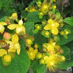 Hypericum x inodorum - 