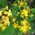 Hypericum x inodorum