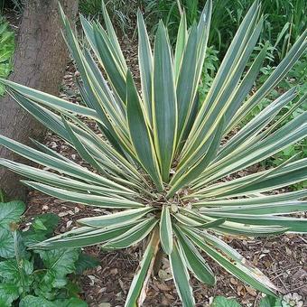 Yucca gloriosa 'Variegata'