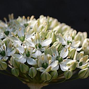 Allium nigrum